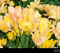 Image result for Tulipa Sunshine Club
