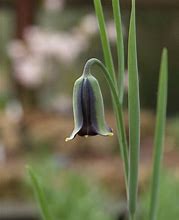 Fritillaria elwesii に対する画像結果