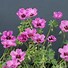 Image result for Geranium cinereum Laurence Flatman