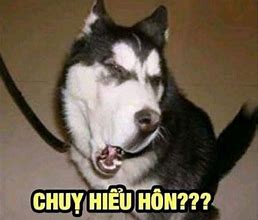 Image result for Chó Đuổi Meme