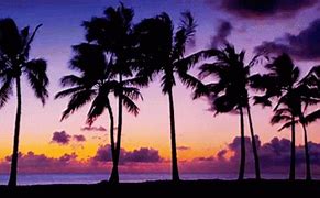 Image result for Chill Palm Trees