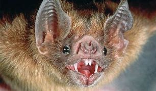 Image result for Bat Attack