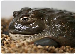 Image result for Bull Frog Drawing Small