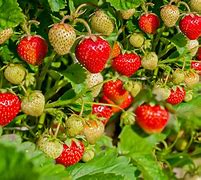 Image result for Strawberry Plant with Fruit