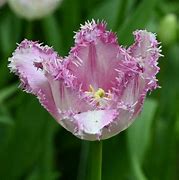 Image result for Tulipa Eyelash