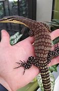 Image result for Red Headed Monitor Lizard