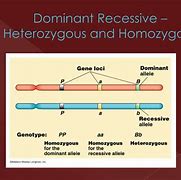 Image result for Homozygous Pic