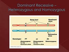 Image result for Homozygous Chromosome