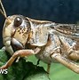 Image result for Lotus Insect