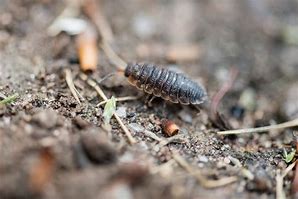 Image result for Roly Poly Bugs in Garden