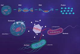 Image result for DNA vs RNA Examples