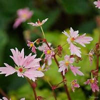 Image result for Saxifraga (A) Standsfieldii