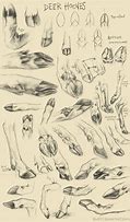 Image result for Deer Hoof Anatomy