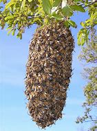 Image result for Bee Swarm Meme Bee