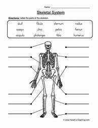 Image result for Skeletal System Worksheet Human Body