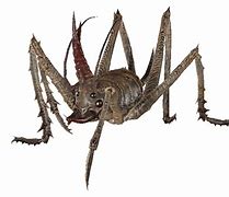 Image result for Giant Cave Cricket