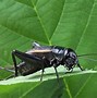 Image result for Cricket British Columbia Insect