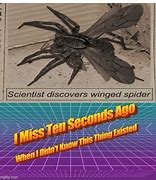 Image result for iPhone 11 Memes Spider