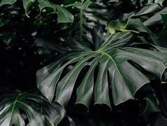 Image result for Plant Laptop Wallpaper HD