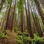 Image result for Redwood Forest Photography