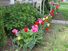 Image result for Tulip Garden Layout