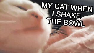 Image result for Cat Vibe Meme