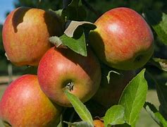 Image result for Cox Apple Tree
