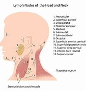 Image result for Lymph Nodes Back of Neck