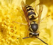 Image result for Yellow Jacket Swarming