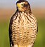 Image result for Buteo magnirostris