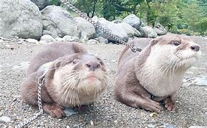 Image result for UI and Aty the Otter