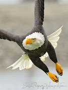 Image result for Bald Eagle Flying Close Up