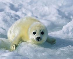 Image result for Cutest Seal Ever