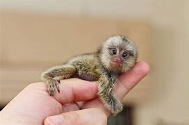 Image result for Smallest Mammal