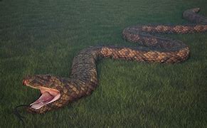 Image result for Biggest Anaconda