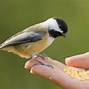 Image result for Chickadee On Bittersweet