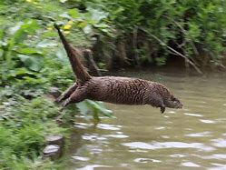 Image result for Otter Jumping