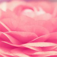 Image result for Pink Floral iPad Wallpaper