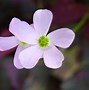 Image result for Oxalis triangularis ssp. papilionacea