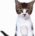 Image result for Cute Cat Cartoon Copyright Free Image