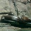 Image result for Philadelphia Zoo Otters