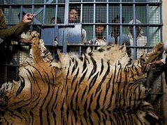 Image result for Death of Black Tiger Animal