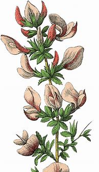 Image result for Botanical Clip Art