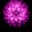 Image result for Flower Phone Wallpaper Android