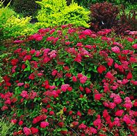 Image result for Spiraea japonica DOUBLE PLAY DOOZIE