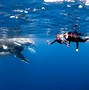 Image result for tonga island whale watching