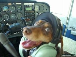 Image result for Weenie Dog Flying Meme