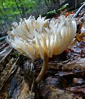 Image result for agaric�cep