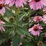 Image result for Echinacea purpurea Double Decker