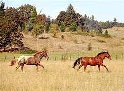 Image result for Two Horse Images
